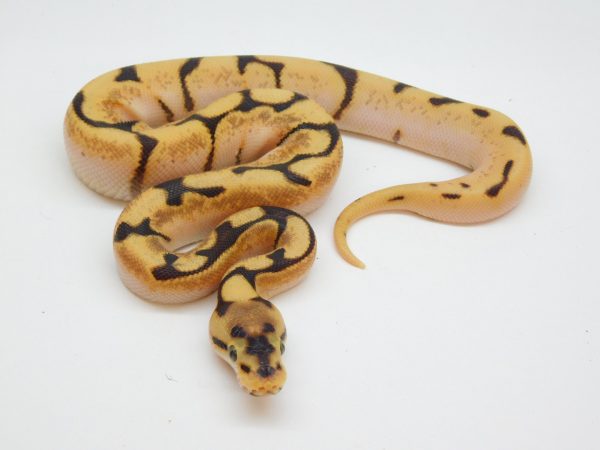 Male Orange Dream Enchi Spider