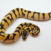 Male Pastel Orange Dream Enchi - Image 2