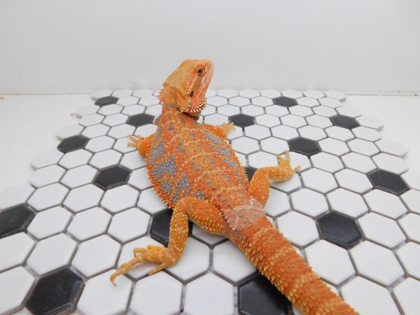 Male Hypo Tiger possible het Trans