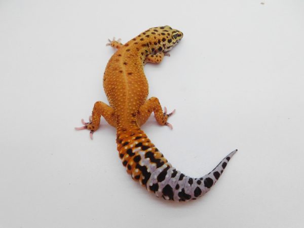 Female Blood/Inferno Cross pos Het Tremper
