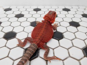 Female Trans Red Monster 66% Het Hypo