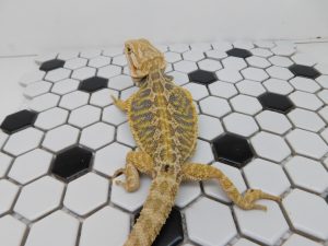 Female Hypo Tiger possible Het Trans