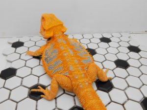 Female Hypo Tiger 66% het Trans
