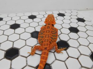 Female Trans Leather 66% het Hypo