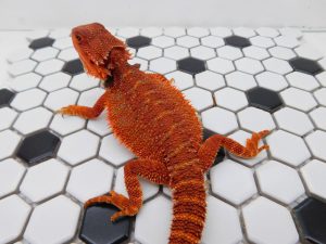 Female Red Monster 66% het Hypo/Trans