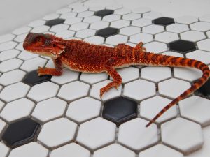 Male Red Monster 66% het Hypo/Trans