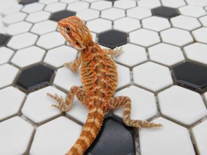 Male 66% het Hypo/Trans