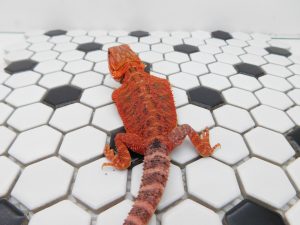 Female Translucent 50% het Hypo