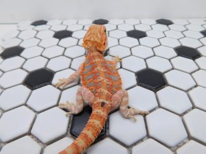 Female Hypo Tiger possible Het Trans