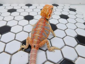 Female Hypo Tiger possible Het Trans