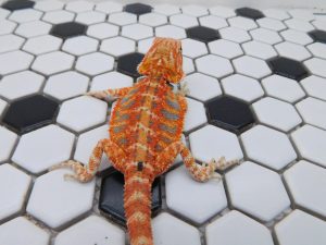 Female Hypo Tiger possible Het Trans