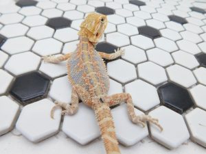 Female Hypo Tiger possible Het Trans