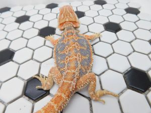 Female Hypo Tiger possible Het Trans