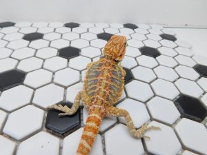 Male Hypo Tiger possible Het Trans