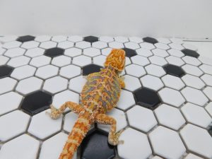 Male Hypo Tiger possible Het Trans