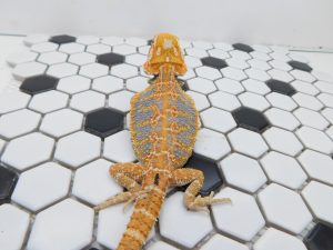 Female Hypo Tiger possible Het Trans