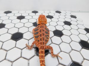 Male Tiger 66% het Hypo/Trans