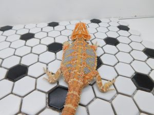 Male Hypo Tiger possible Het Trans