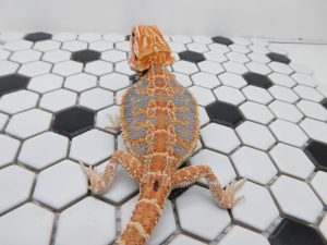 Female Hypo Tiger possible Het Trans