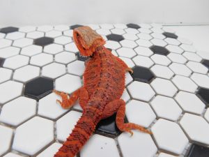 Male Translucent 50% het Hypo