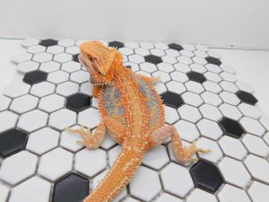 Male Hypo Dunner Tiger possible Het Trans