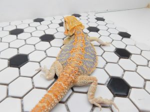 Male Hypo Tiger possible Het Trans