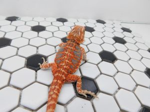 Male Hypo Tiger possible Het Trans