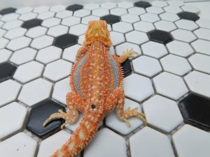 Female Hypo Dunner Tiger possible Het Trans