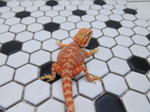 Male Hypo Tiger possible Het Trans