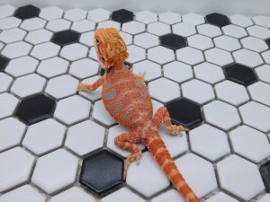 Male Hypo Tiger possible Het Trans