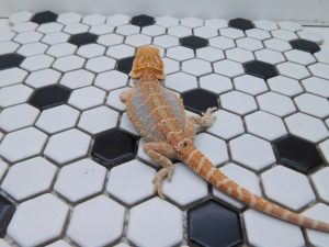 Female Hypo Tiger possible Het Trans