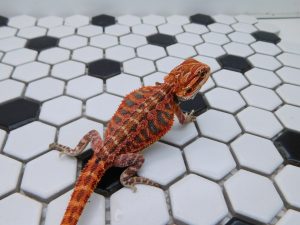 Female Tiger 66% het Hypo possible Het Trans