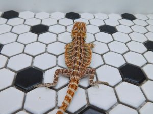 Male Tiger 66% het Hypo possible Het Trans