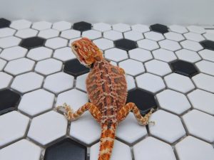 Female Hypo possible Het Trans