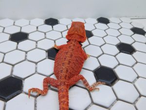 Female Translucent 66% Het Hypo