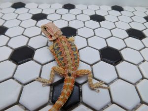 Female Hypo Tiger possible Het Trans