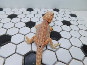 Female Hypo Dunner Tiger possible Het Trans