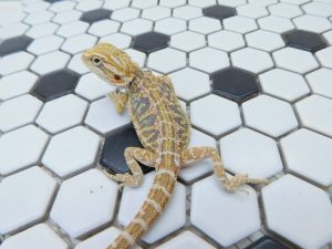 Male Hypo Tiger possible Het Trans