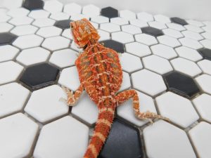 Male Tiger 66% het Hypo possible Het Trans