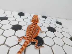 Male Tiger 66% het Hypo possible Het Trans