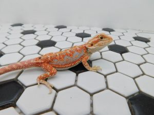 Female Hypo Dunner Tiger possible Het Trans