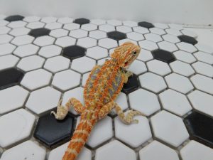 Male Hypo Tiger possible Het Trans