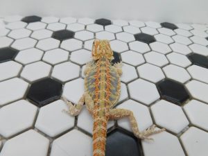 Male Hypo Tiger possible Het Trans