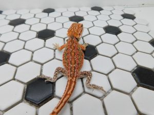 Male Dunner Tiger 66% het Hypo possible Het Trans