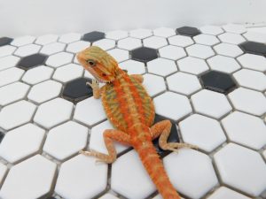 Male Hypo Trans Color Stripe