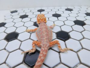 Female Hypo Dunner Tiger possible Het Trans