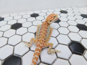 Male Hypo Tiger possible Het Trans