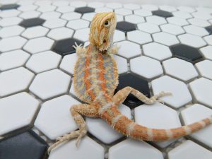 Male Hypo Tiger possible Het Trans