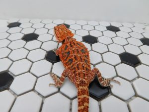 Female Tiger 66% het Hypo/Trans