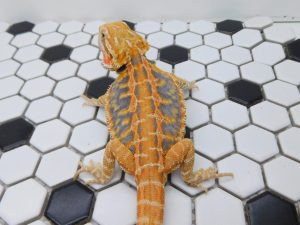 Female Hypo Leather Tiger possible het Trans